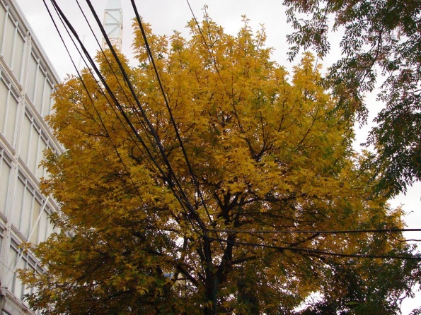 DSC03936