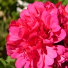 DSC04185