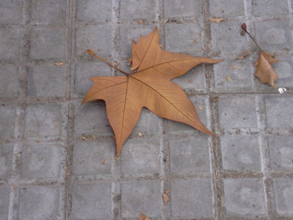 DSCN0084