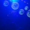 Crobar22