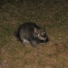 IMG_3300