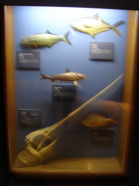 DSC04699
