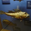 Museo Argentino de Ciencias Naturales